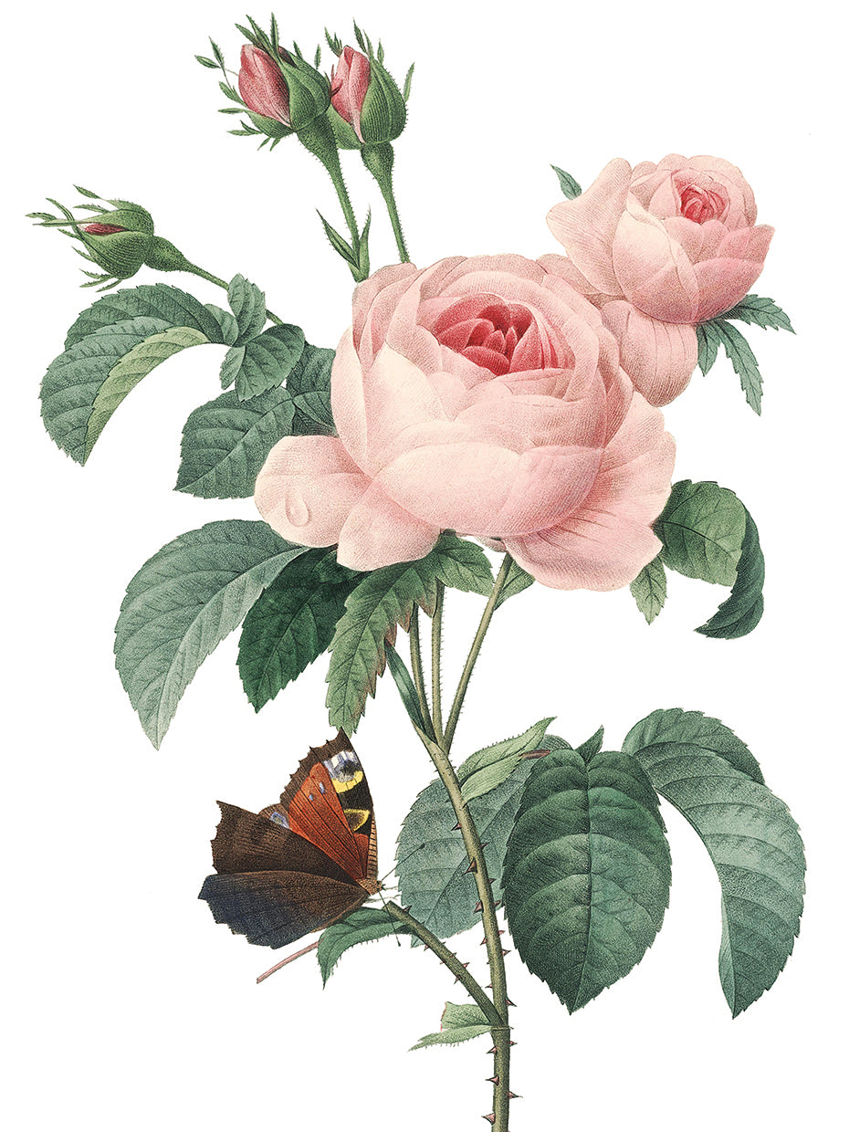 Pink Roses 2