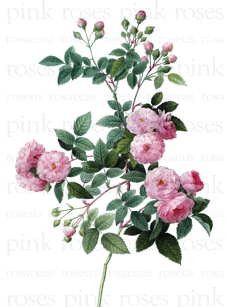 Pink Roses Text