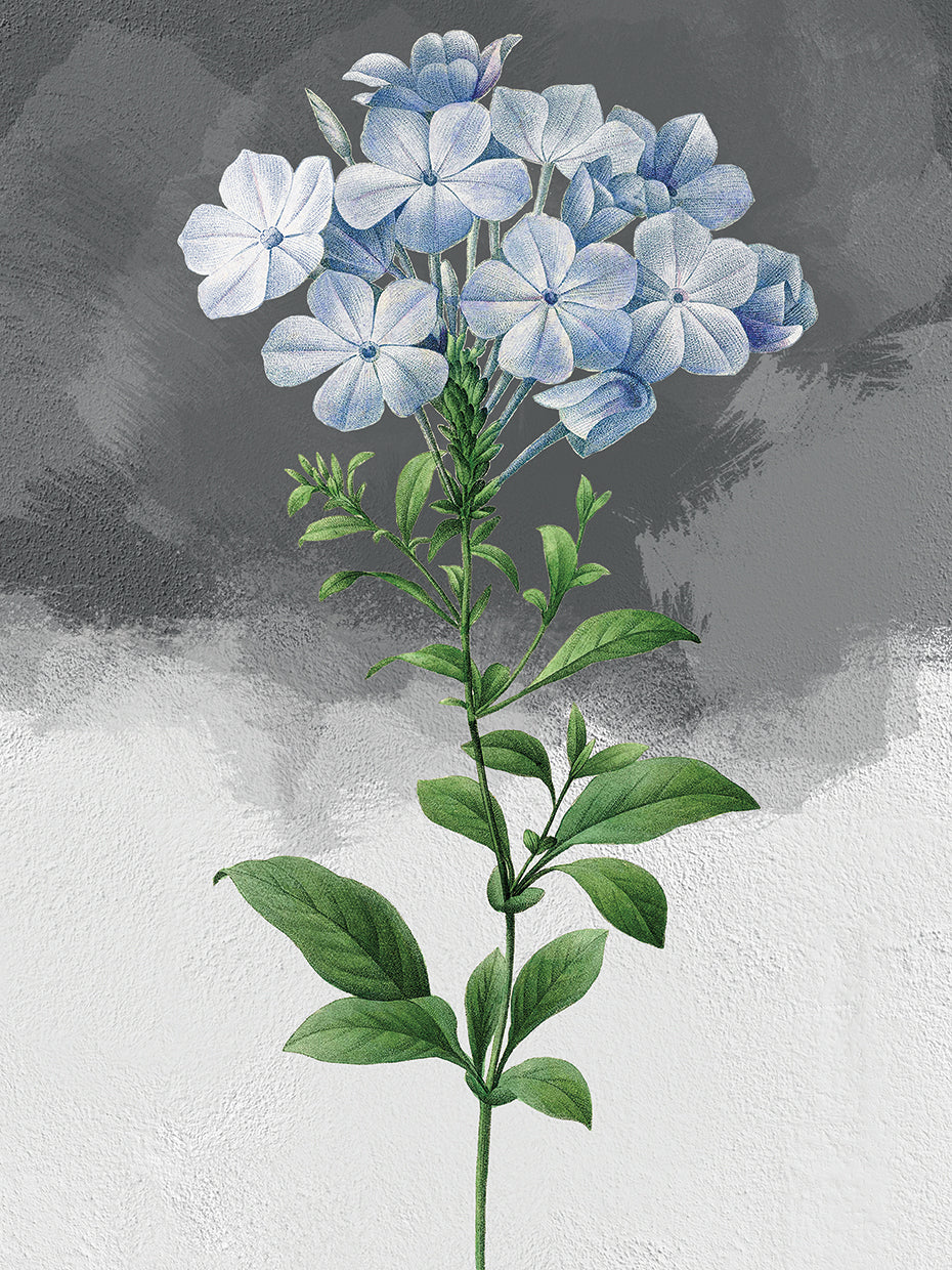 Plumbago Grey