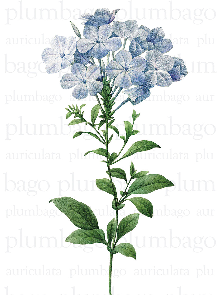 Plumbago Text