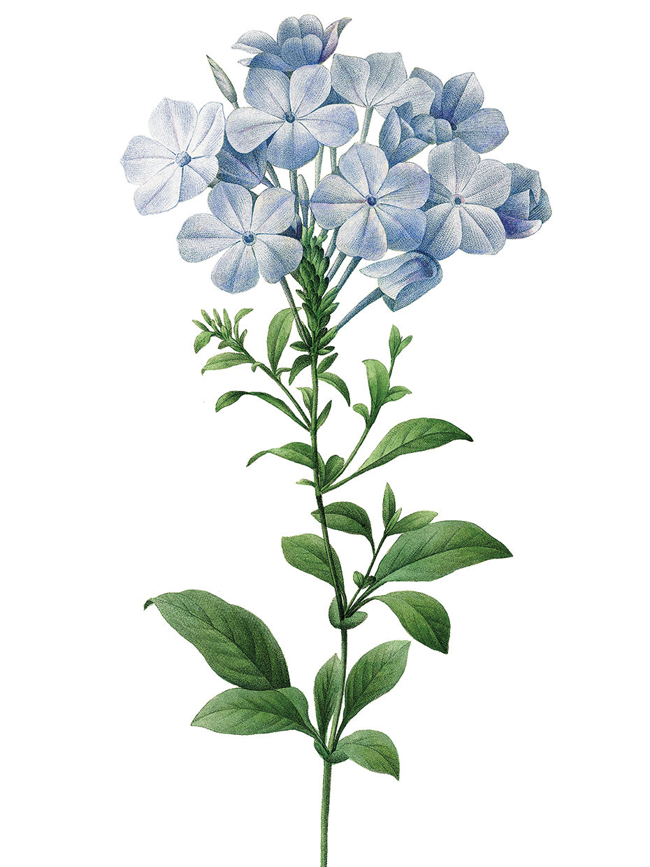 Plumbago
