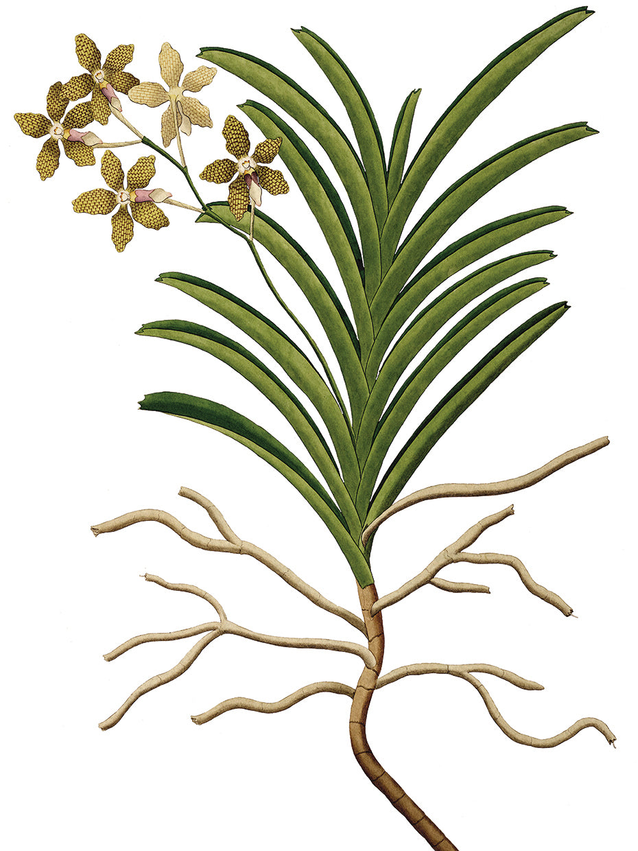Simple Nature V