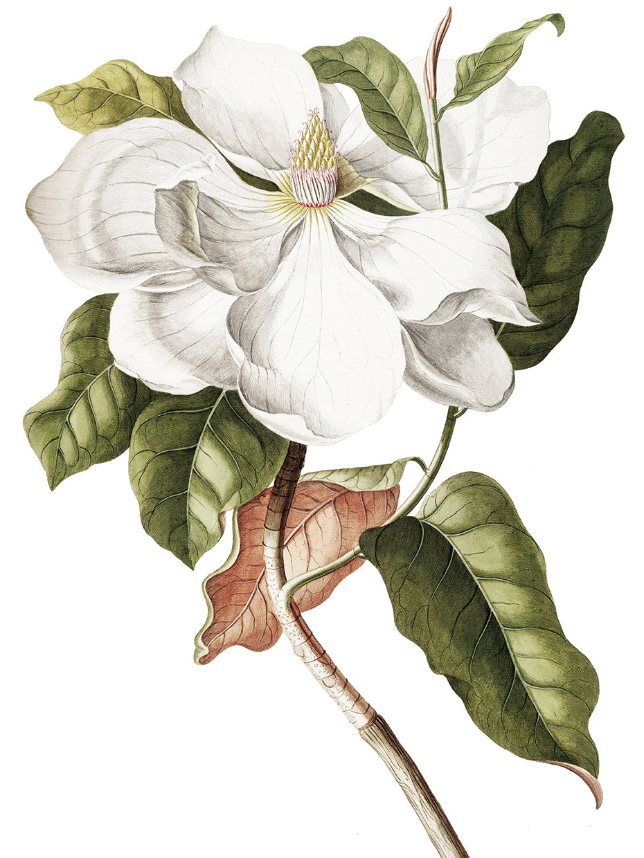 Southern Magnolia Crop Lite