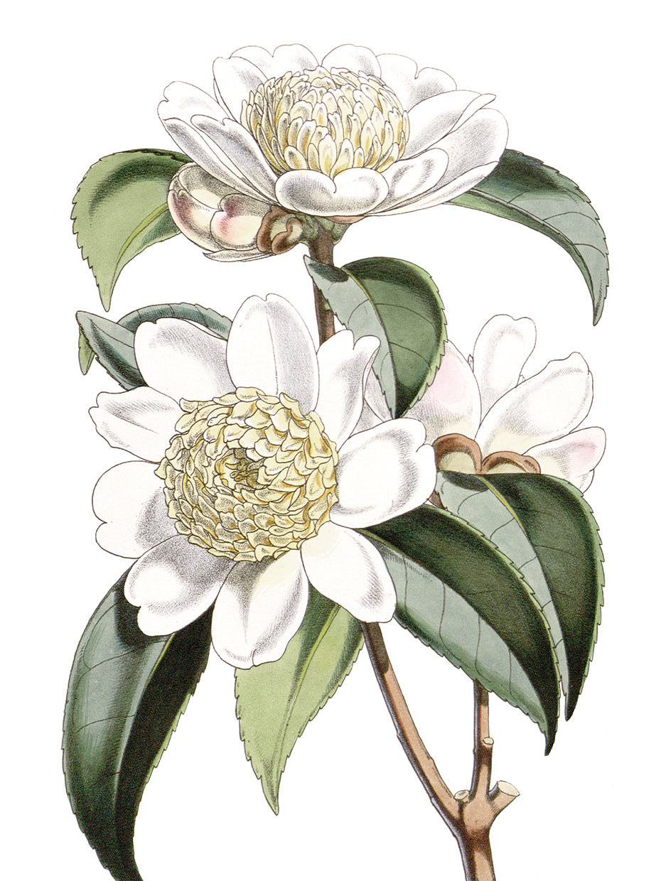 White Camellia Crop Lite