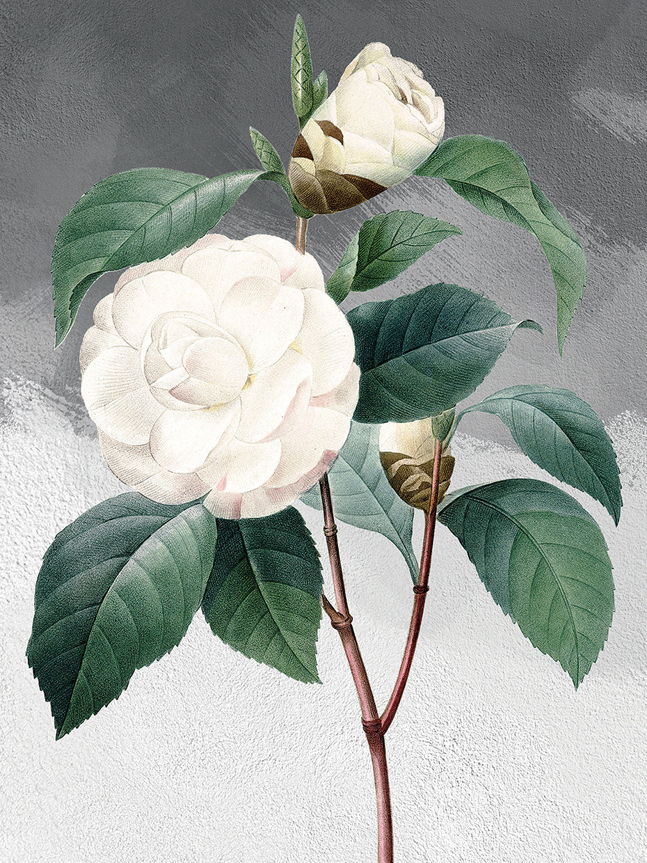 White Common Camellia Grey