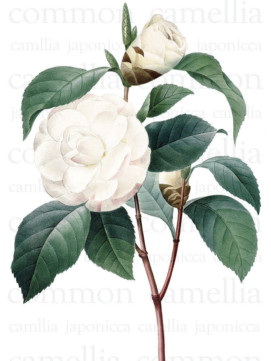 White Common Camellia Text