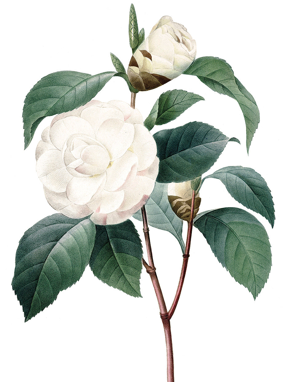 White Common Camellia