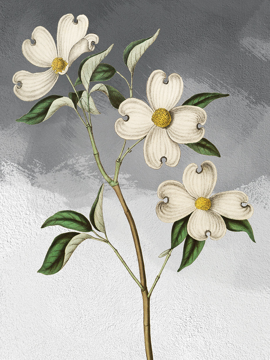 White Dogwood Grey