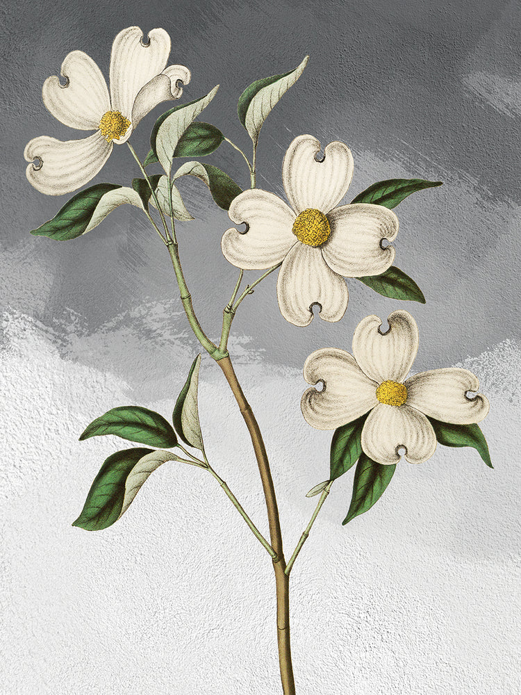 Cornejo blanco gris Lienzo