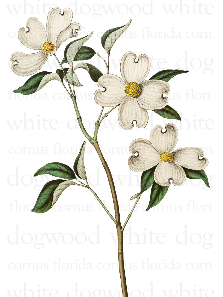 White Dogwood Text