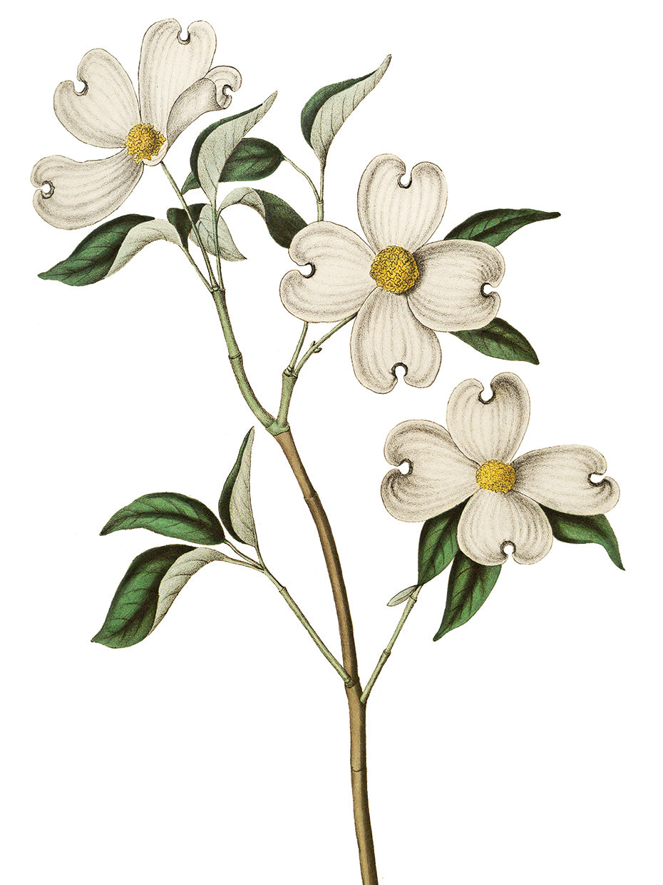 White Dogwood