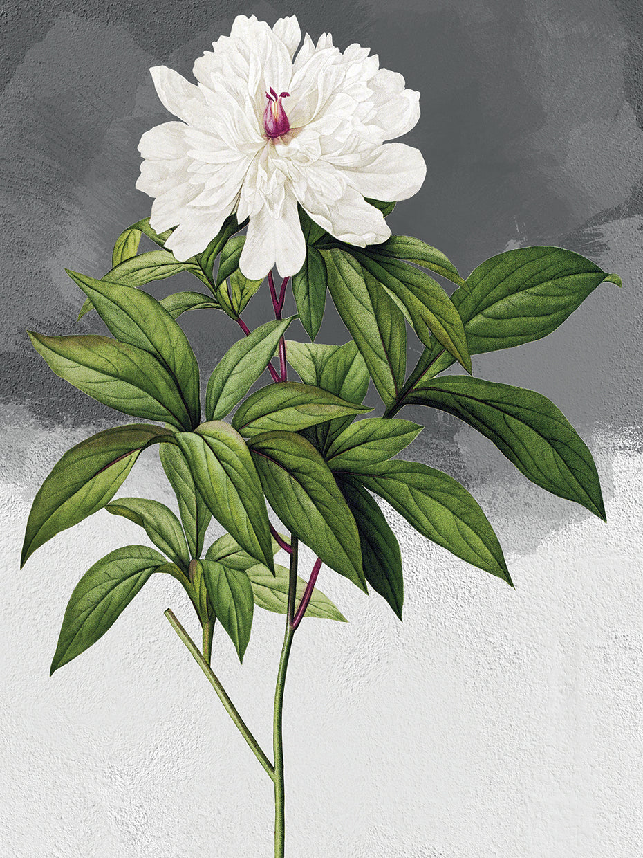 White Peony Grey