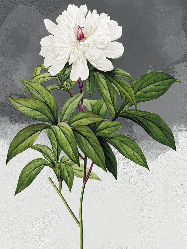 Peonía blanca gris Lienzo