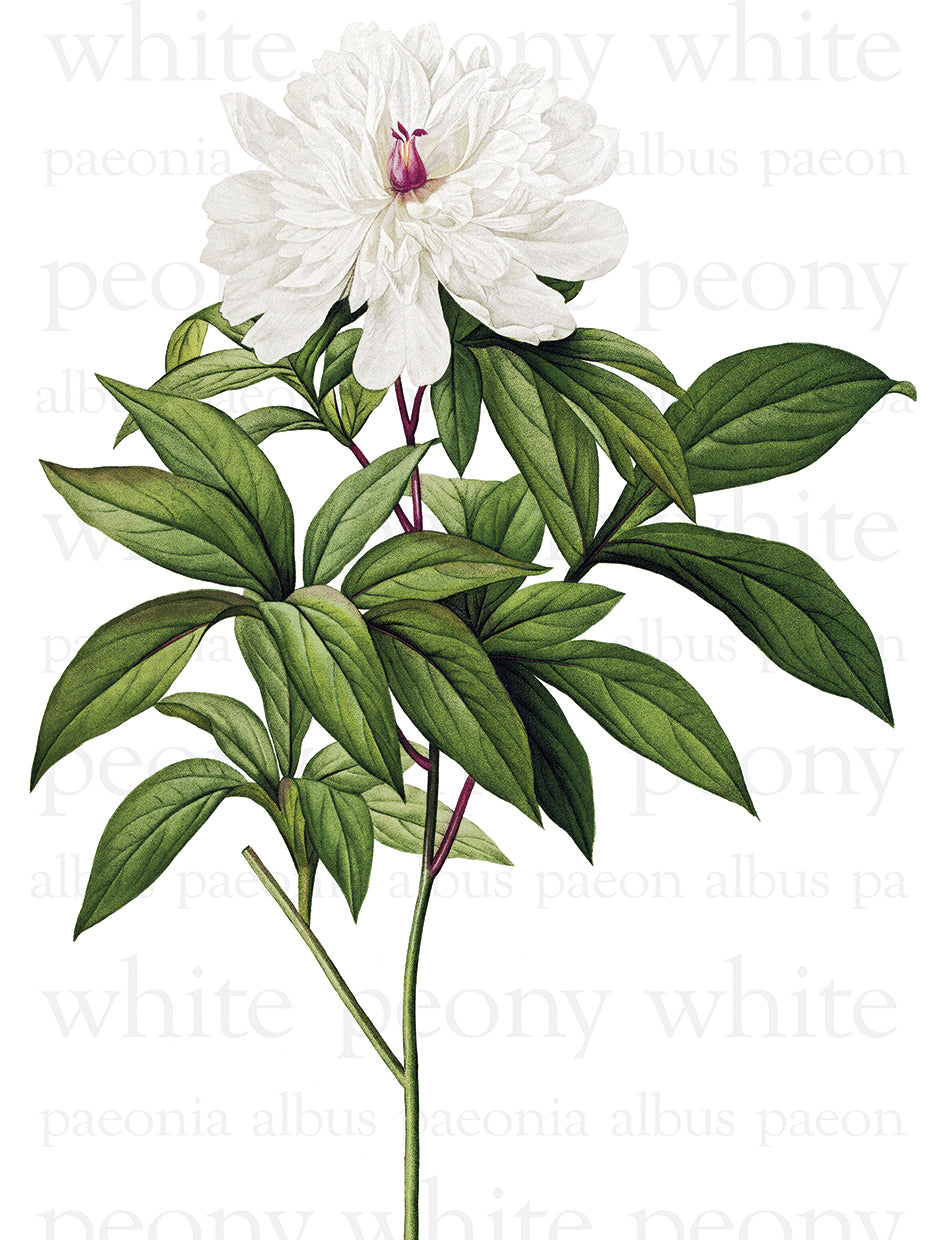 White Peony Text