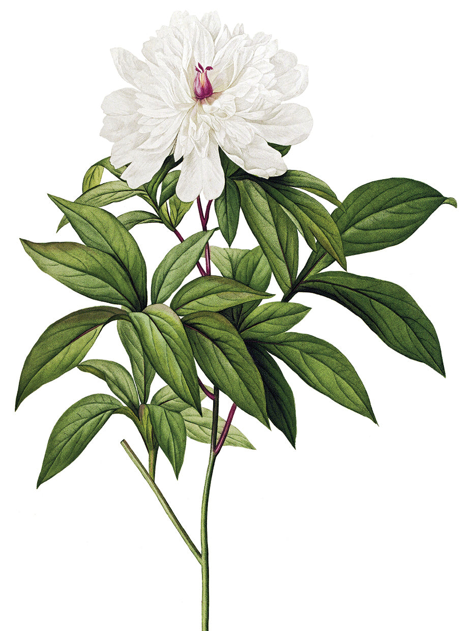 White Peony