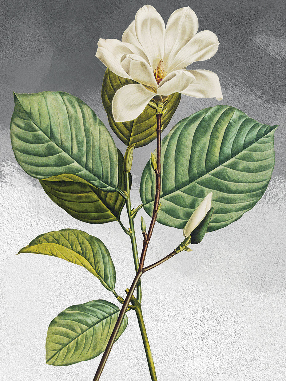 Yulan Magnolia Grey