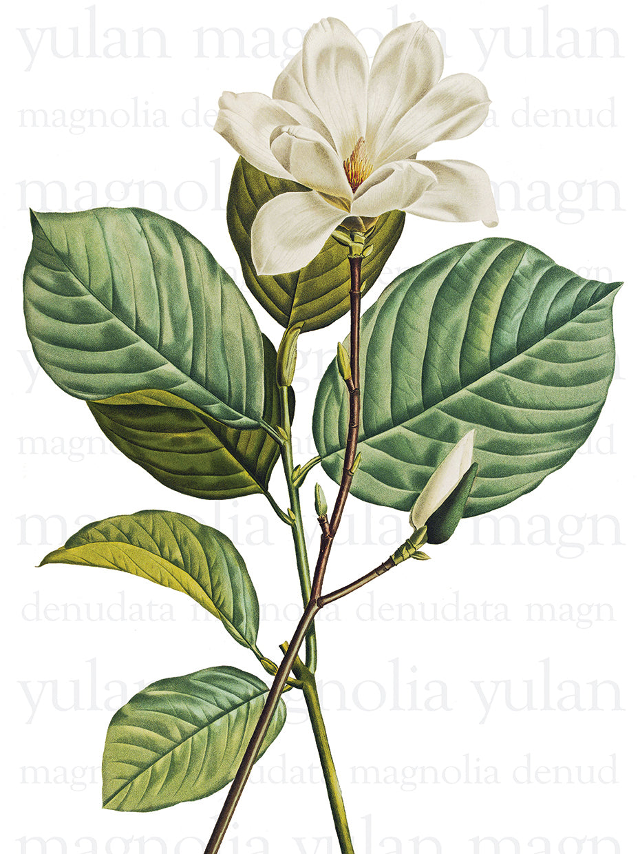 Yulan Magnolia Text