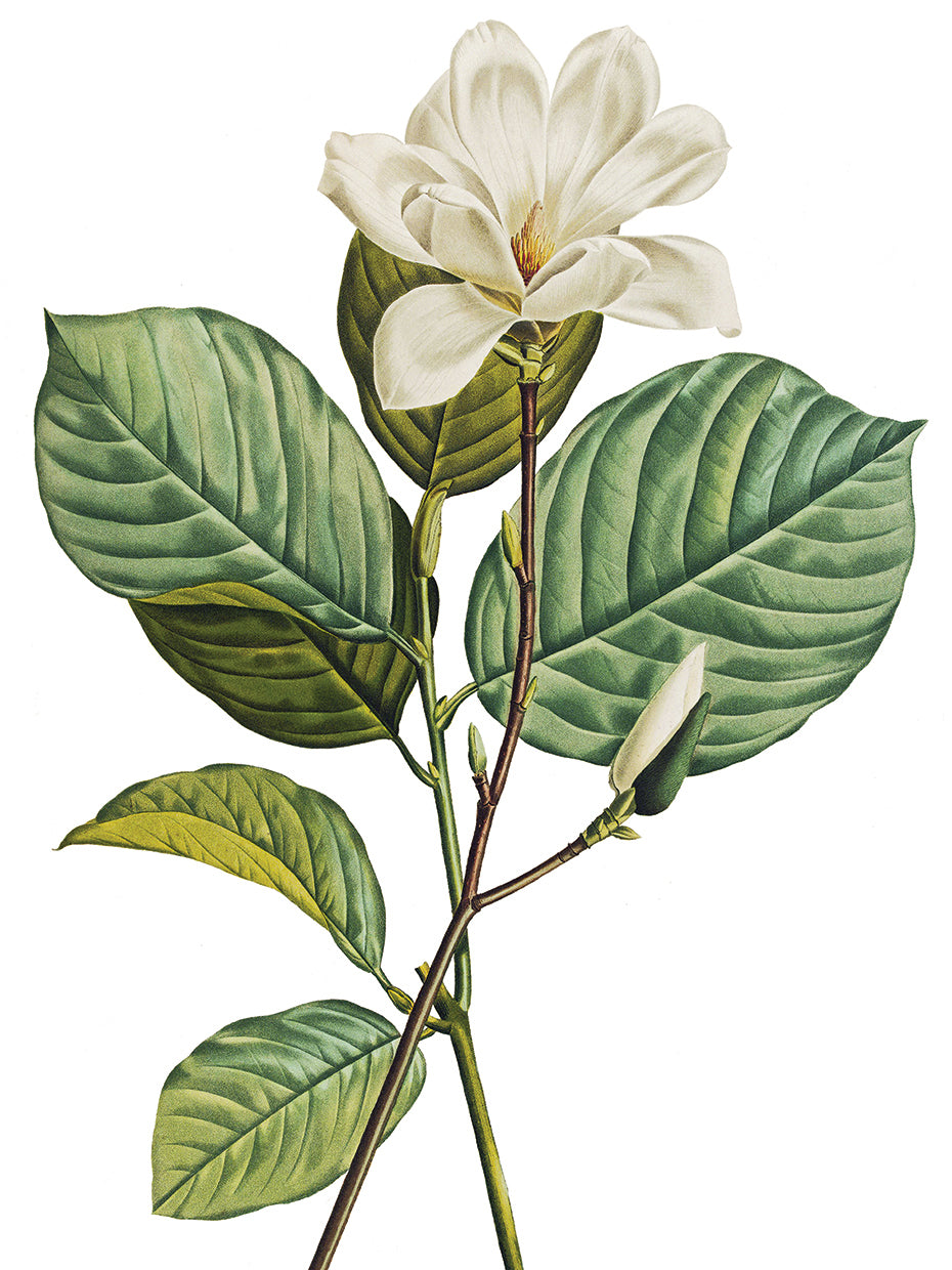 Yulan Magnolia
