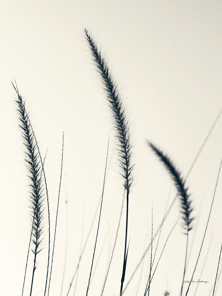 Field Grasses IV