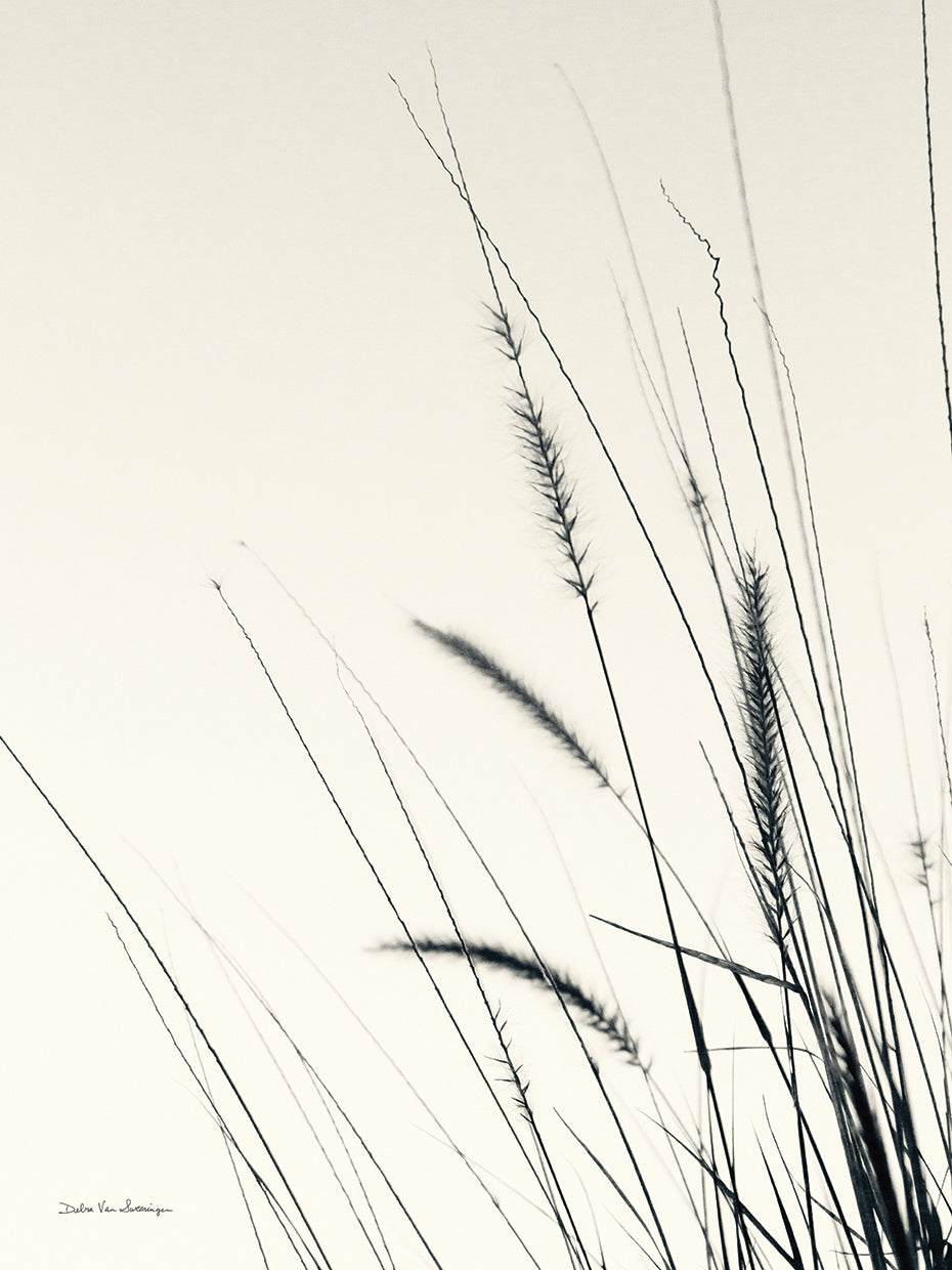Field Grasses II