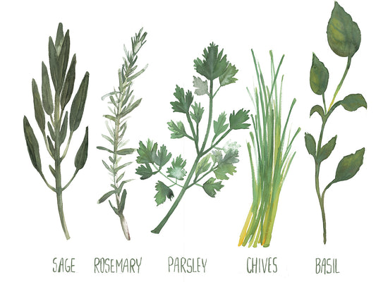 Watercolor Herbs