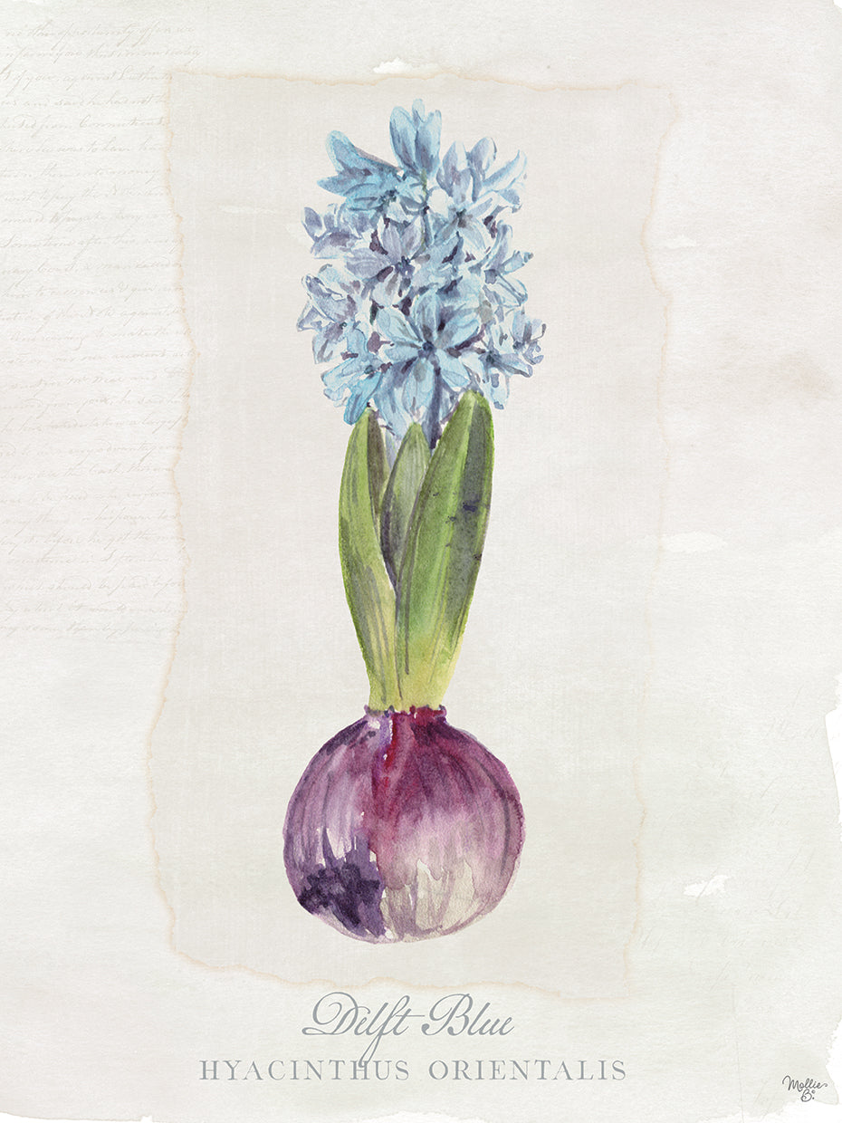 Hyacinthus Orientalis I
