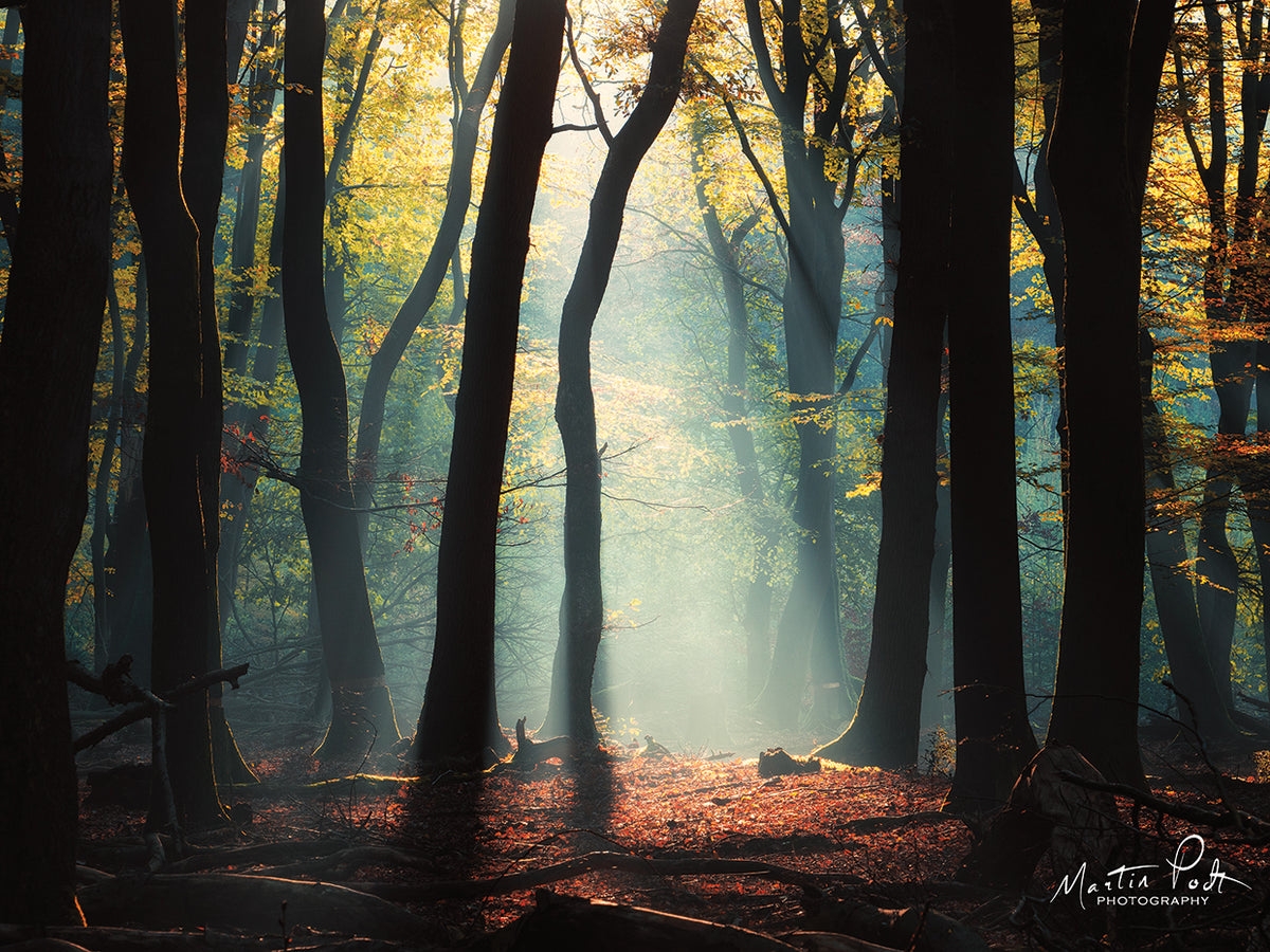 Forest Blues