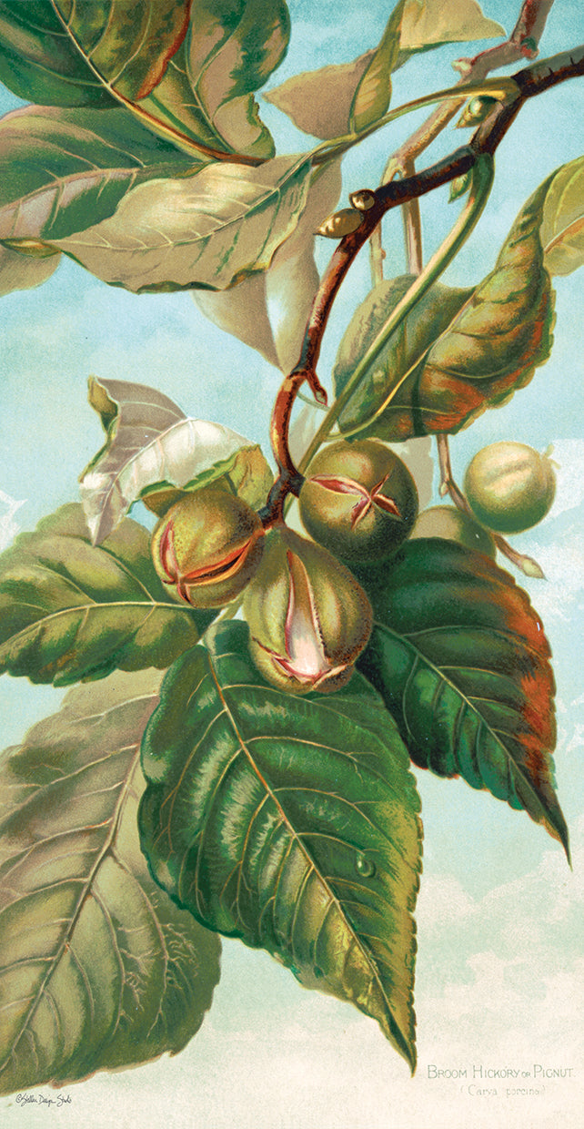 Tree Branch with Fruit I