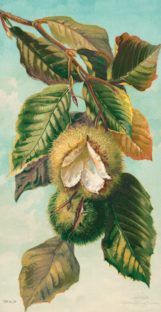 Tree Branch with Fruit II