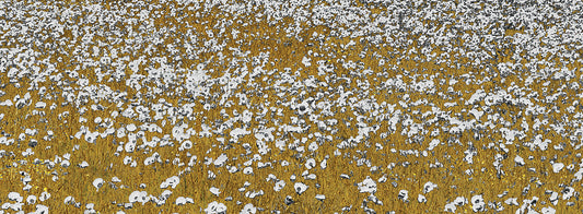 Fields of Gold Canvas Print