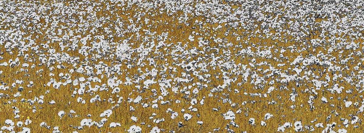 Fields of Gold