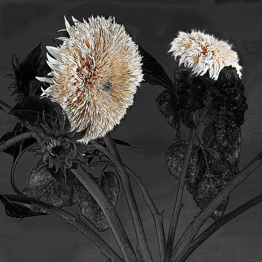 Sunflowers I Canvas Print