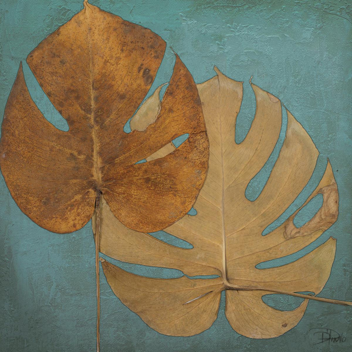 Dry Balazo in Blue II