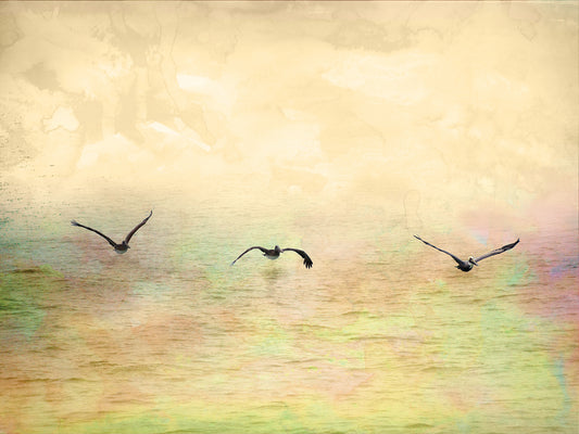 Seagulls In The Sky I Canvas Print