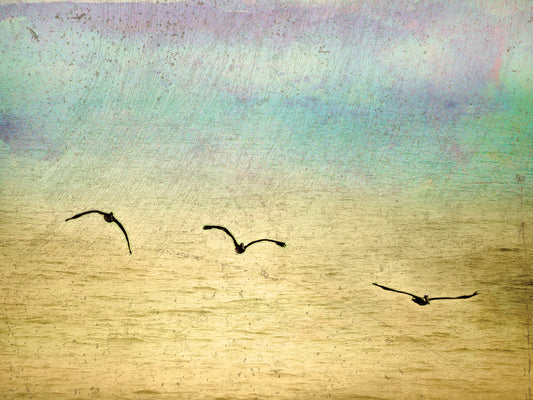 Seagulls In The Sky II Canvas Print