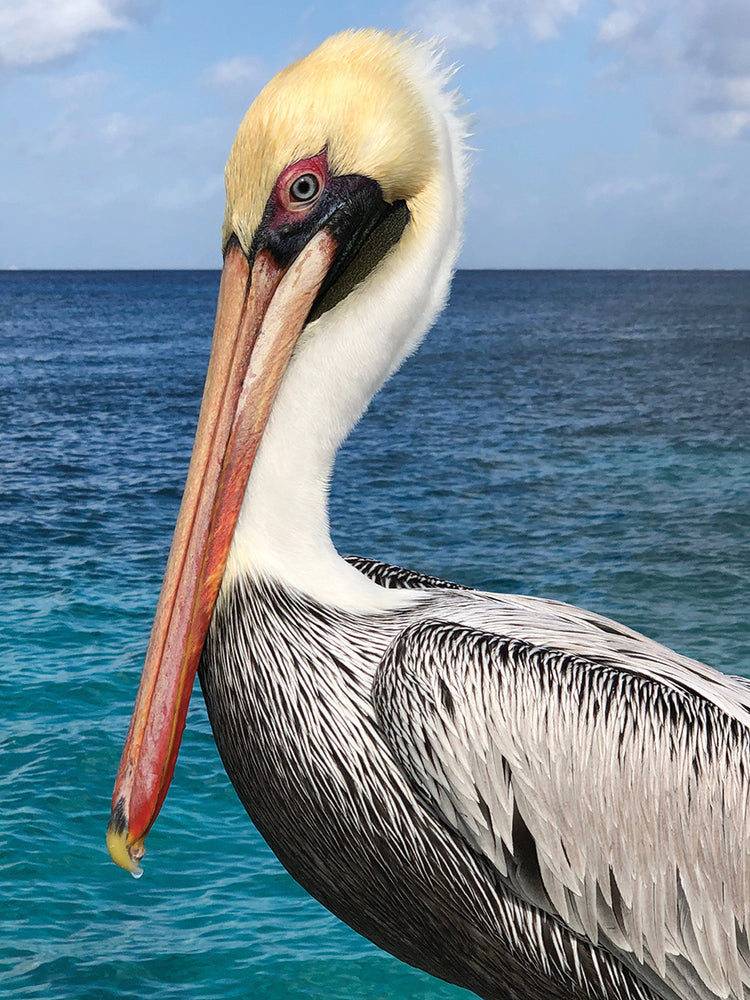 Pelican