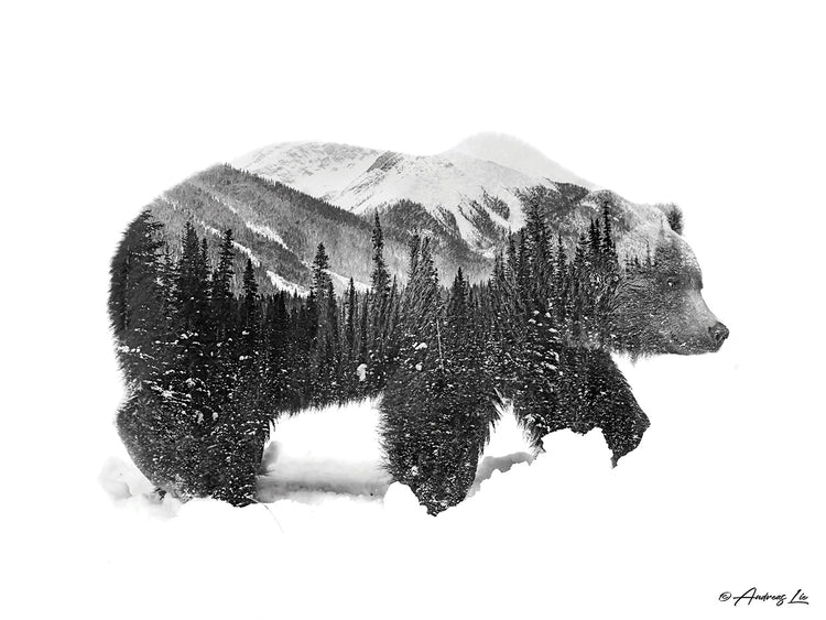 Black & White Bear