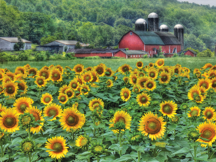 Granja de girasoles Lienzo