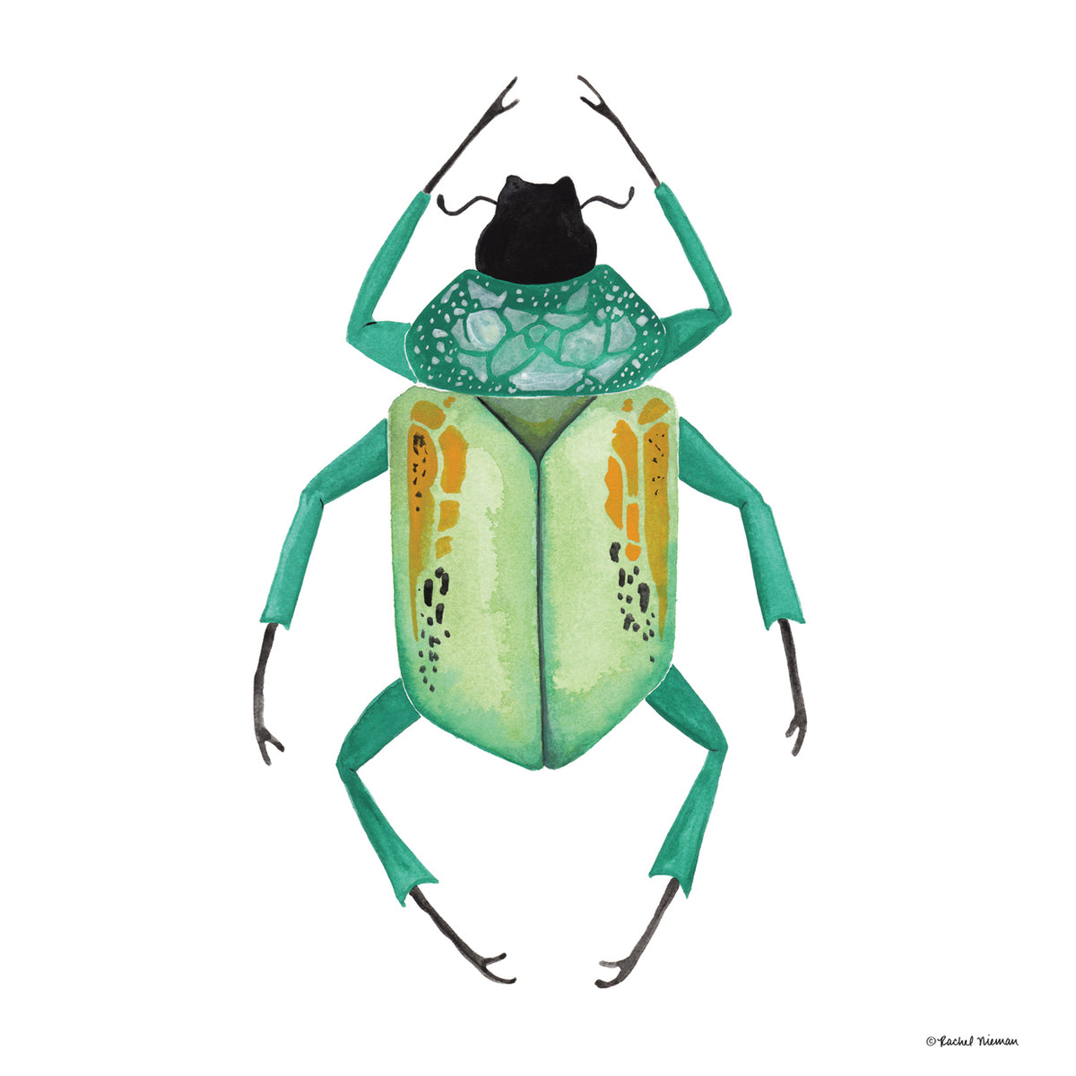 Naturally Wonderful Beetle