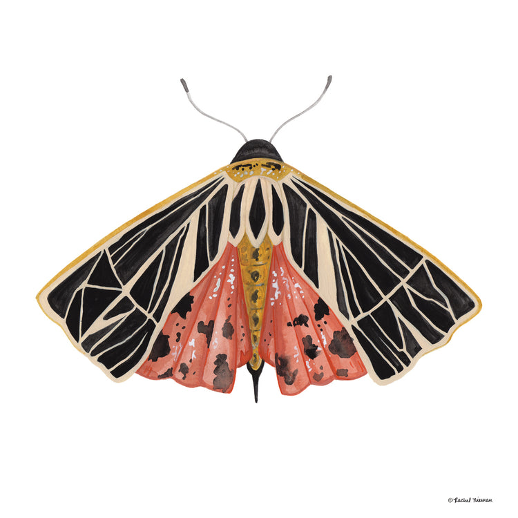 Polilla naturalmente maravillosa Lienzo