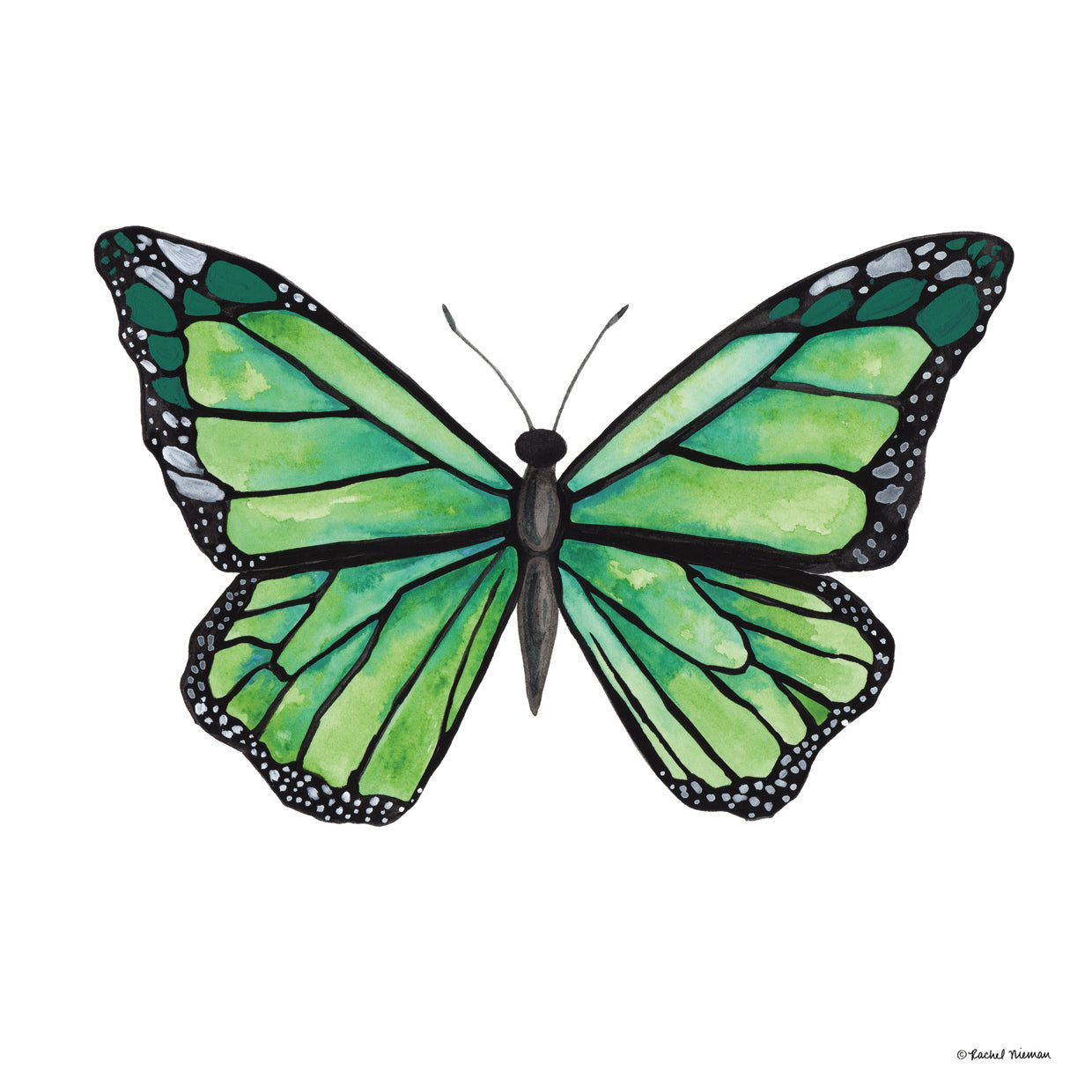 Naturally Wonderful Butterfly