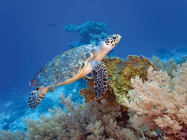 Salpicadura de coral de tortuga marina Lienzo