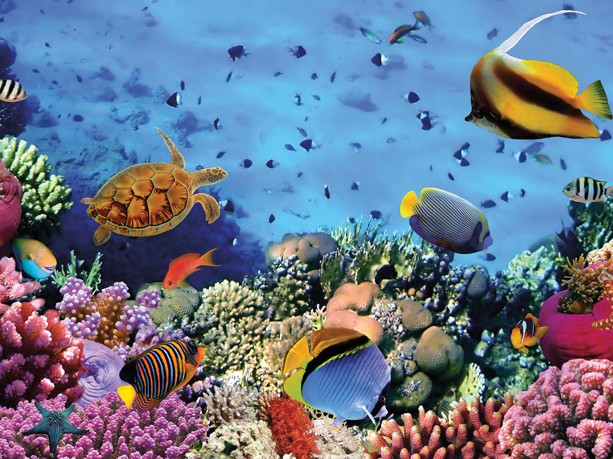 Marine Life Reef