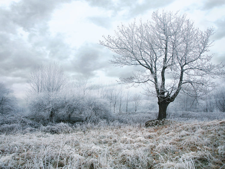 Campo de escarcha de invierno Lienzo