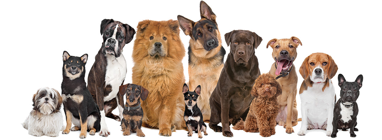 Grupo de perros con mucho amor Lienzo
