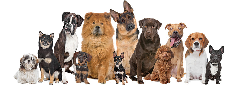 Grupo de perros con mucho amor Lienzo