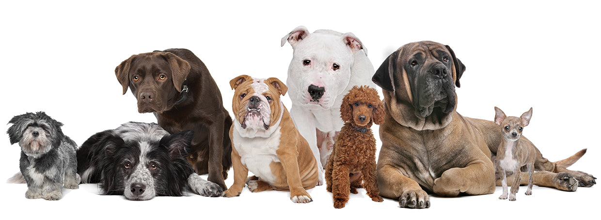 8 mejores perros de raza Lienzo