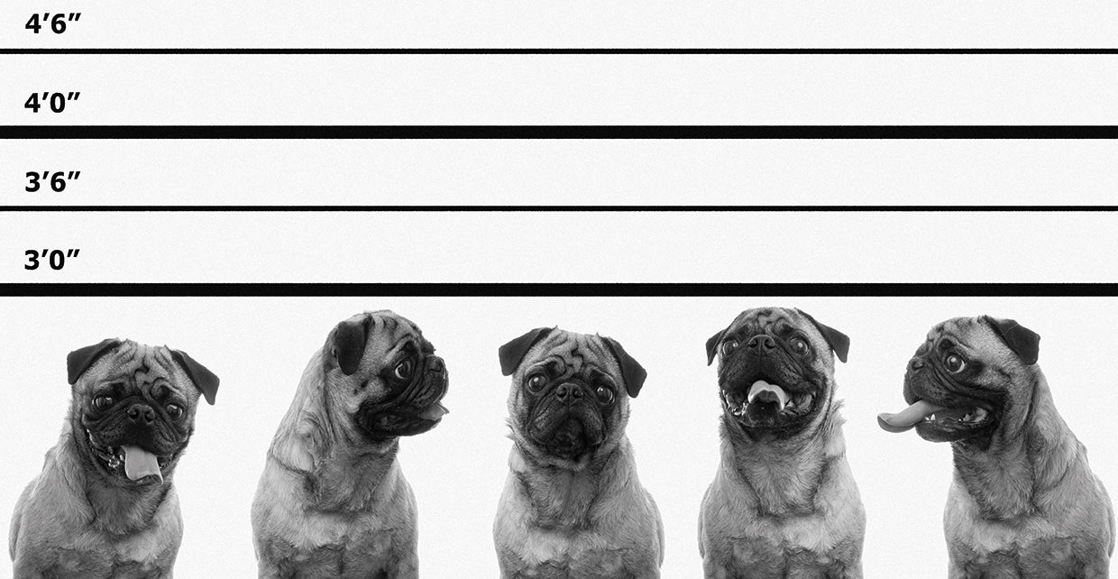 Perky Pug Line Up Lienzo