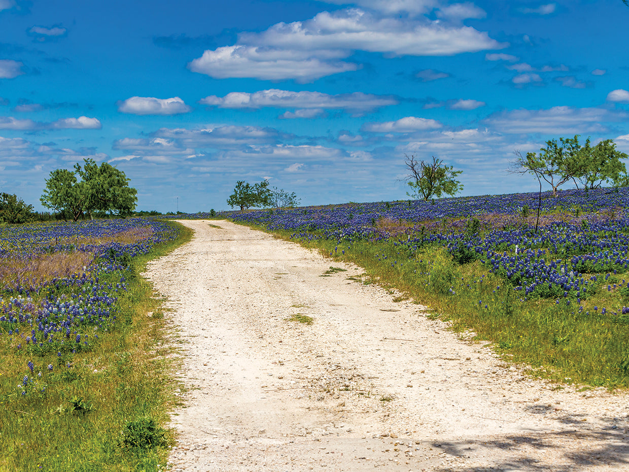 Texas Bluebonnet Country Road