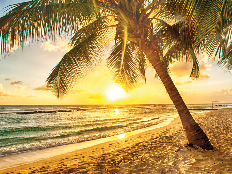 Playa de oro de barbados Lienzo